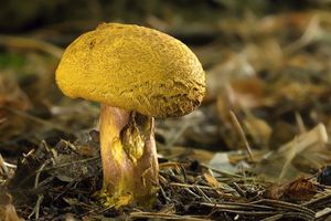 Klikni pro velký obrázek