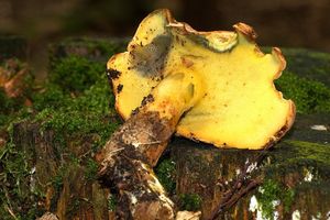 Klikni pro velký obrázek