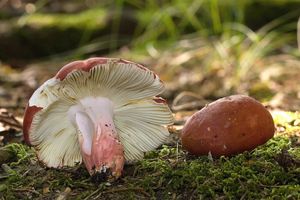 Klikni pro velký obrázek