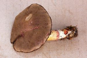 Klikni pro velký obrázek