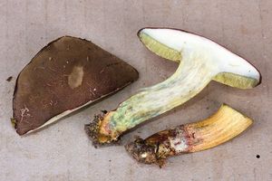 Klikni pro velký obrázek