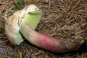 Klikni pro velký obrázek