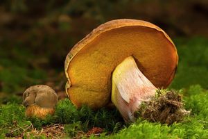 Klikni pro velký obrázek