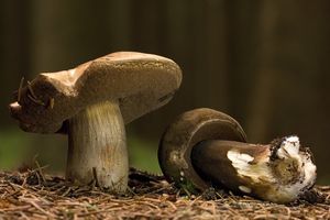 Klikni pro velký obrázek