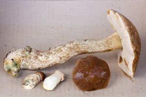 Klikni pro velký obrázek