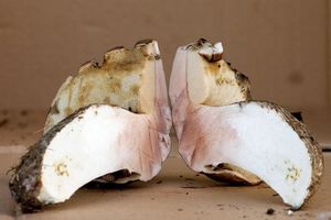 Klikni pro velký obrázek