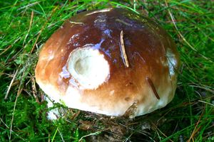 Klikni pro velký obrázek