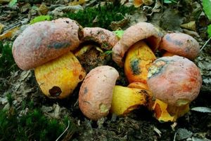 Klikni pro velký obrázek