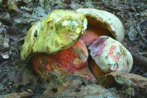 Klikni pro velký obrázek