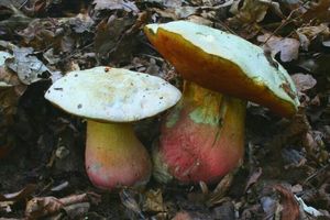 Klikni pro velký obrázek