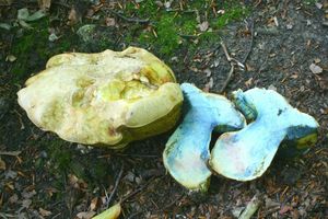 Klikni pro velký obrázek