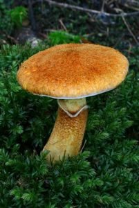 Klikni pro velký obrázek