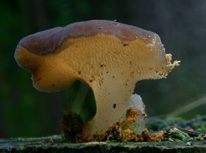 Klikni pro velký obrázek