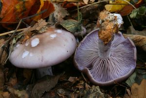 Klikni pro velký obrázek