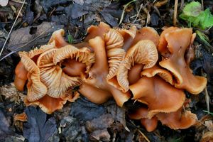 Klikni pro velký obrázek