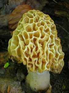 Klikni pro velký obrázek