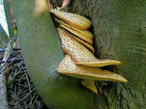 Klikni pro velký obrázek