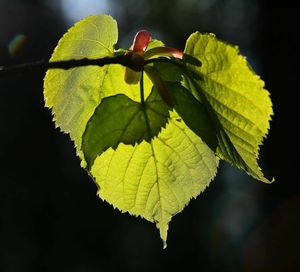 Klikni pro velký obrázek