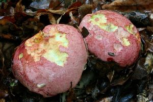 Klikni pro velký obrázek