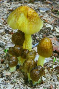 Klikni pro velký obrázek