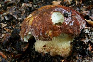 Klikni pro velký obrázek