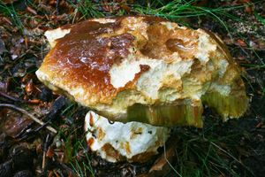 Klikni pro velký obrázek