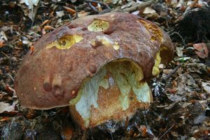 Klikni pro velký obrázek