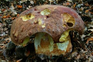 Klikni pro velký obrázek