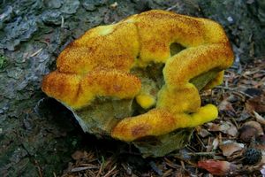 Klikni pro velký obrázek