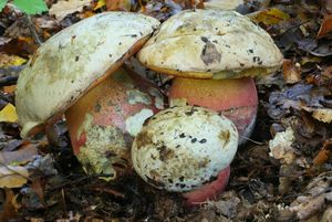 Klikni pro velký obrázek