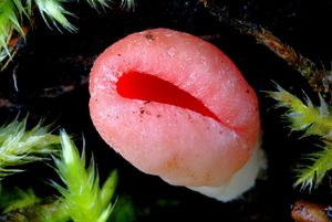 Klikni pro velký obrázek