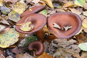 Klikni pro velký obrázek