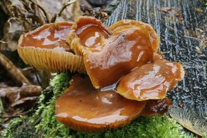 Klikni pro velký obrázek