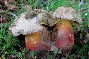 Klikni pro velký obrázek