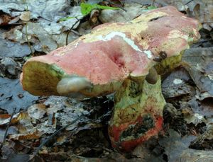 Klikni pro velký obrázek