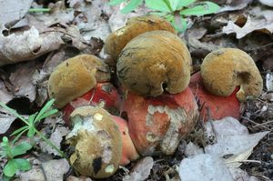 Klikni pro velký obrázek