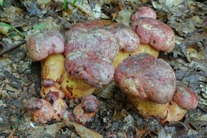 Klikni pro velký obrázek