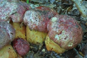 Klikni pro velký obrázek