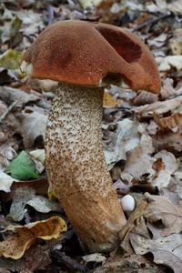 Klikni pro velký obrázek