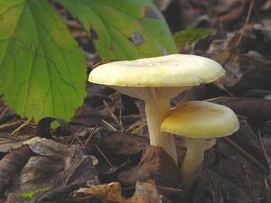 Klikni pro velký obrázek