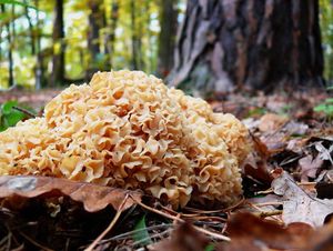 Klikni pro velký obrázek