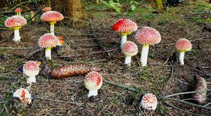 Klikni pro velký obrázek