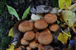 Klikni pro velký obrázek