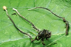 Housenice střevlíková - Ophiocordyceps entomorrhiza (Dicks.) G.H. Sung, J.M. Sung, Hywel-Jones & Spatafora 2007