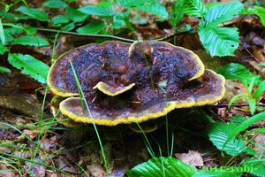 Klikni pro velký obrázek