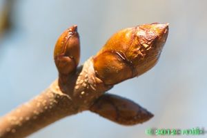Jírovec maďal (Aesculus hippocastanum)