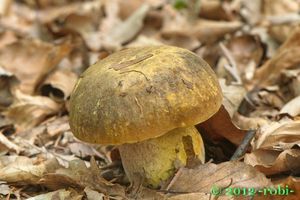 Klikni pro velký obrázek