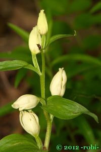 Okrotice bílá (Cephalantera damasonium (Mill.) Druce)
