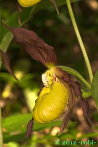 Střevíčník pantoflíček (Cypripedium calceolus)