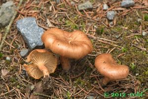 Klikni pro velký obrázek